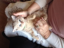 New kitten