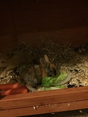 Help my rabbit is giving birth to a surprise litter!