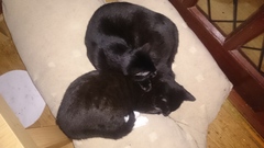 To ask if your pets are "friends"?