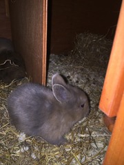 Help my rabbit is giving birth to a surprise litter!