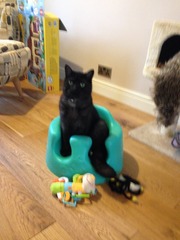 Tell us about (or show us!) the funniest places you've found your pet for a chance to win a Christmas hamper worth £100 and a copy of Oi Frog! by Kes Gray and Jim Field.