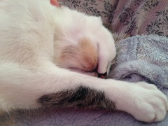 Look at my Precious Baby Fur Princess