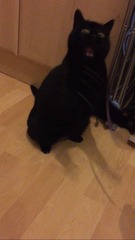 Cat toys without catnip