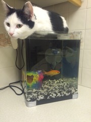 Tell us about (or show us!) the funniest places you've found your pet for a chance to win a Christmas hamper worth £100 and a copy of Oi Frog! by Kes Gray and Jim Field.