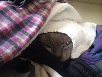 Tell us about (or show us!) the funniest places you've found your pet for a chance to win a Christmas hamper worth £100 and a copy of Oi Frog! by Kes Gray and Jim Field.