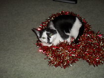 Look at my Precious Baby Fur Princess