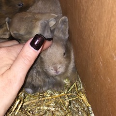 Help my rabbit is giving birth to a surprise litter!