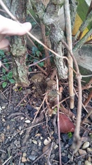 Can I share with you what happened to this clematis?