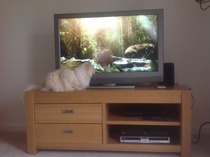 Tell us about (or show us!) the funniest places you've found your pet for a chance to win a Christmas hamper worth £100 and a copy of Oi Frog! by Kes Gray and Jim Field.