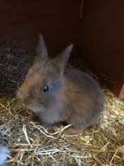 Help my rabbit is giving birth to a surprise litter!