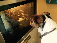 What's the cheekiest or most mischievous adventure your pet has had at Christmas? Share it with MORE TH>N: chance to win £300! NOW CLOSED
