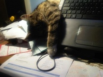 Tell us about (or show us!) the funniest places you've found your pet for a chance to win a Christmas hamper worth £100 and a copy of Oi Frog! by Kes Gray and Jim Field.