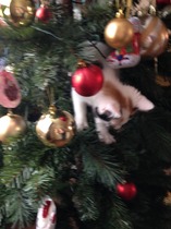 Tell us about (or show us!) the funniest places you've found your pet for a chance to win a Christmas hamper worth £100 and a copy of Oi Frog! by Kes Gray and Jim Field.