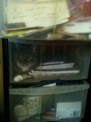 Tell us about (or show us!) the funniest places you've found your pet for a chance to win a Christmas hamper worth £100 and a copy of Oi Frog! by Kes Gray and Jim Field.