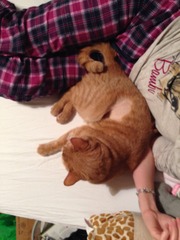 How to keep shaved!cat warm while fur grows back?