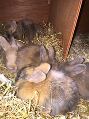 Help my rabbit is giving birth to a surprise litter!