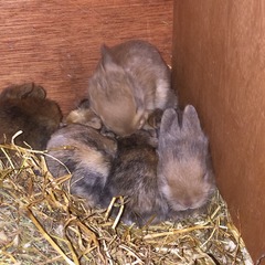 Help my rabbit is giving birth to a surprise litter!