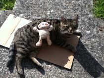 Kitty's past/passed