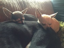 to feel uncomfortable about 'trendy dogs'