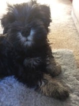 What is this dog?