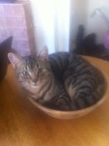 Tell us about (or show us!) the funniest places you've found your pet for a chance to win a Christmas hamper worth £100 and a copy of Oi Frog! by Kes Gray and Jim Field.