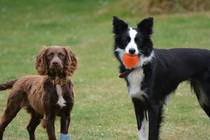 Companion for a cocker