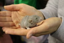 to ask that if you are thinking of getting a pet, to read this first