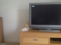 Tell us about (or show us!) the funniest places you've found your pet for a chance to win a Christmas hamper worth £100 and a copy of Oi Frog! by Kes Gray and Jim Field.