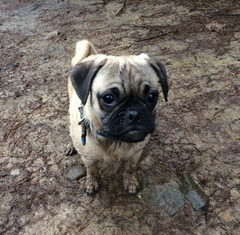 Pug puppy v X pug puppy
