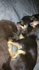 To ask if your pets are "friends"?