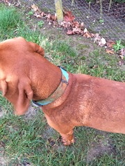 I really, really love my dogs but i am sick to death of them rolling in frigging fox poo