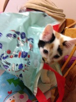 Tell us about (or show us!) the funniest places you've found your pet for a chance to win a Christmas hamper worth £100 and a copy of Oi Frog! by Kes Gray and Jim Field.