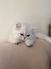 Look at my Precious Baby Fur Princess