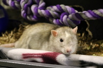 to ask that if you are thinking of getting a pet, to read this first