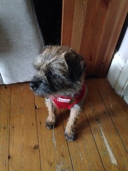 Tell me everything there is to know about Border Terriers!