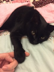 BastardCat is not speaking to me
