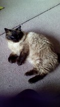 Look at my Precious Baby Fur Princess