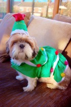 Share your Christmas Fancy Dress ideas with Snazaroo - £300 Love2Shop voucher prize draw!NOW CLOSED