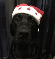 Happy Christmas pics!