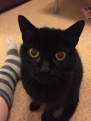 Ollie and cat flu