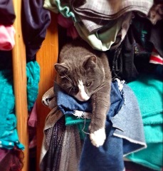 Tell us about (or show us!) the funniest places you've found your pet for a chance to win a Christmas hamper worth £100 and a copy of Oi Frog! by Kes Gray and Jim Field.