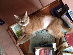 3yo cat: kidney problems