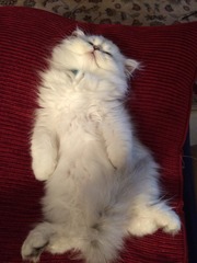 Look at my Precious Baby Fur Princess