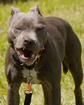 St Bull Terrier - what to expect, what to read!