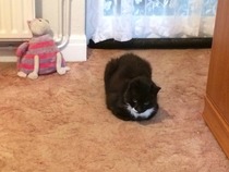 Kitty's past/passed