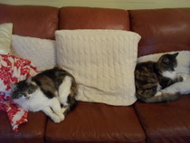 Kitty's past/passed