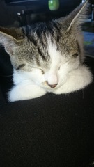 Look at my Precious Baby Fur Princess