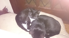 To ask if your pets are "friends"?