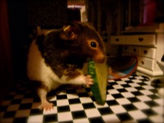 Tell us about (or show us!) the funniest places you've found your pet for a chance to win a Christmas hamper worth £100 and a copy of Oi Frog! by Kes Gray and Jim Field.