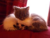 One of my cats has taken to pissing on my hob and shitting on the worktop...